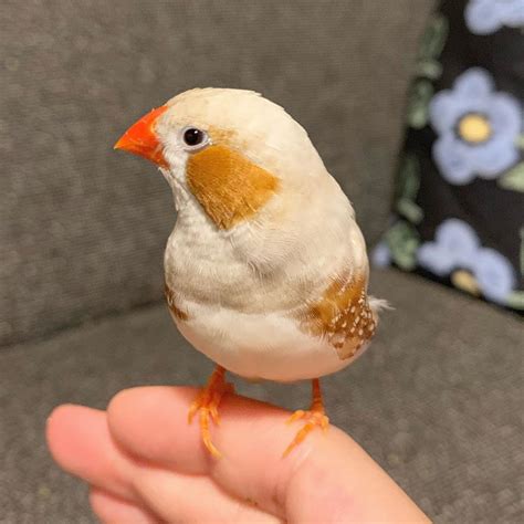 珍珠鳥幼鳥|錦花鳥飼育：繁殖及疾病須知 – 寵物百科